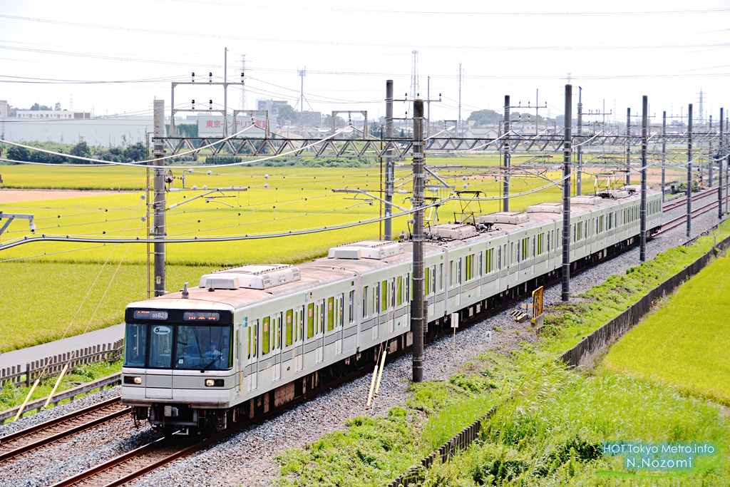 収穫時に稲穂に溶け込む東武電車を撮影