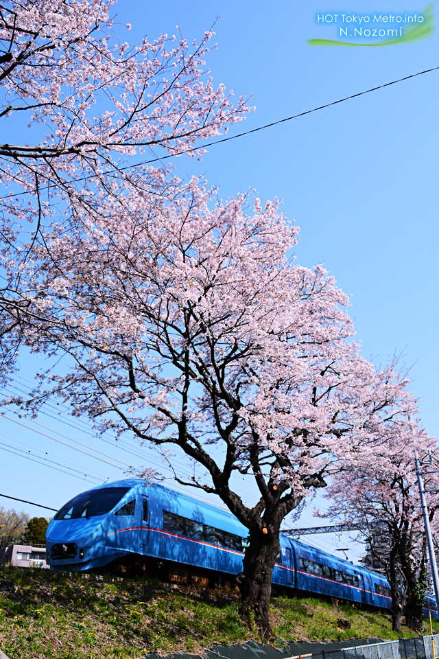 ロマンスカーLSEにとって最後のお花見