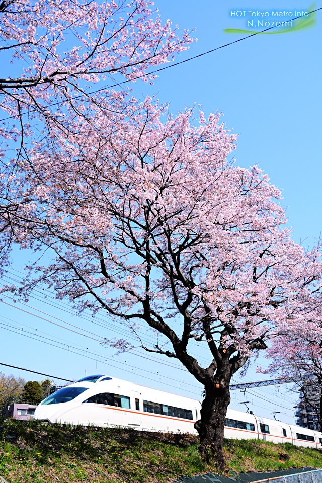 ロマンスカーLSEにとって最後のお花見