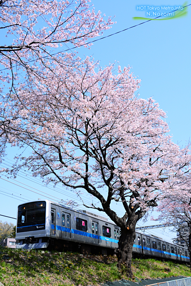 ロマンスカーLSEにとって最後のお花見