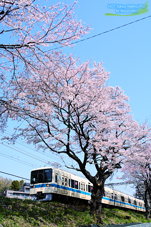 ロマンスカーLSEにとって最後のお花見