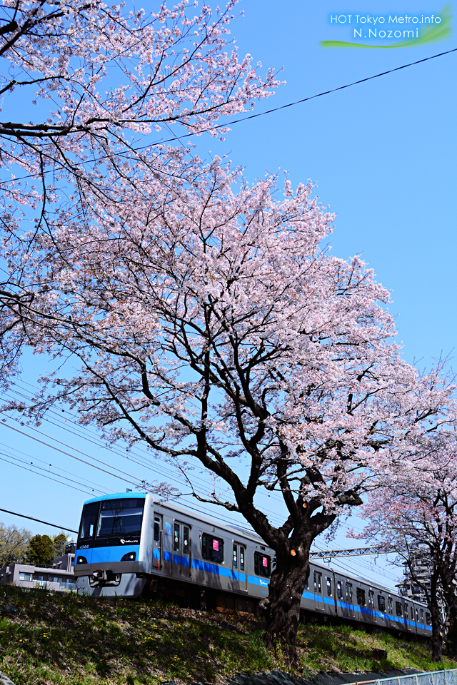 ロマンスカーLSEにとって最後のお花見