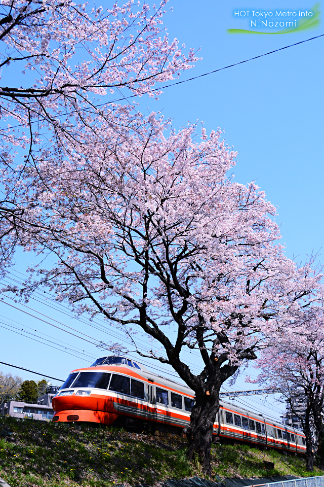 ロマンスカーLSEにとって最後のお花見