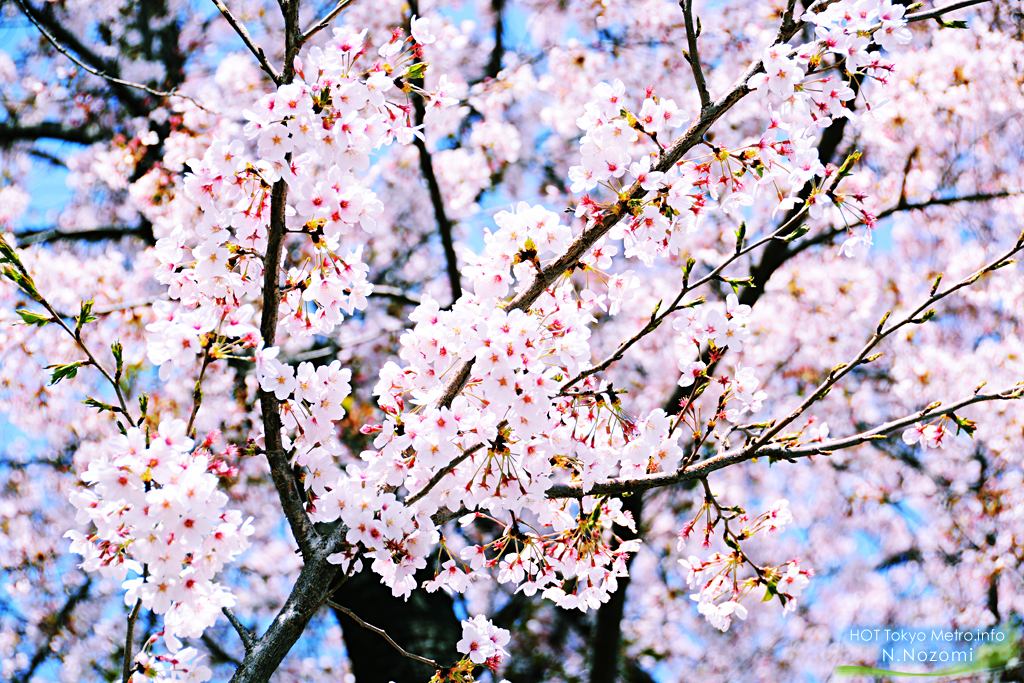 ロマンスカーLSEにとって最後のお花見