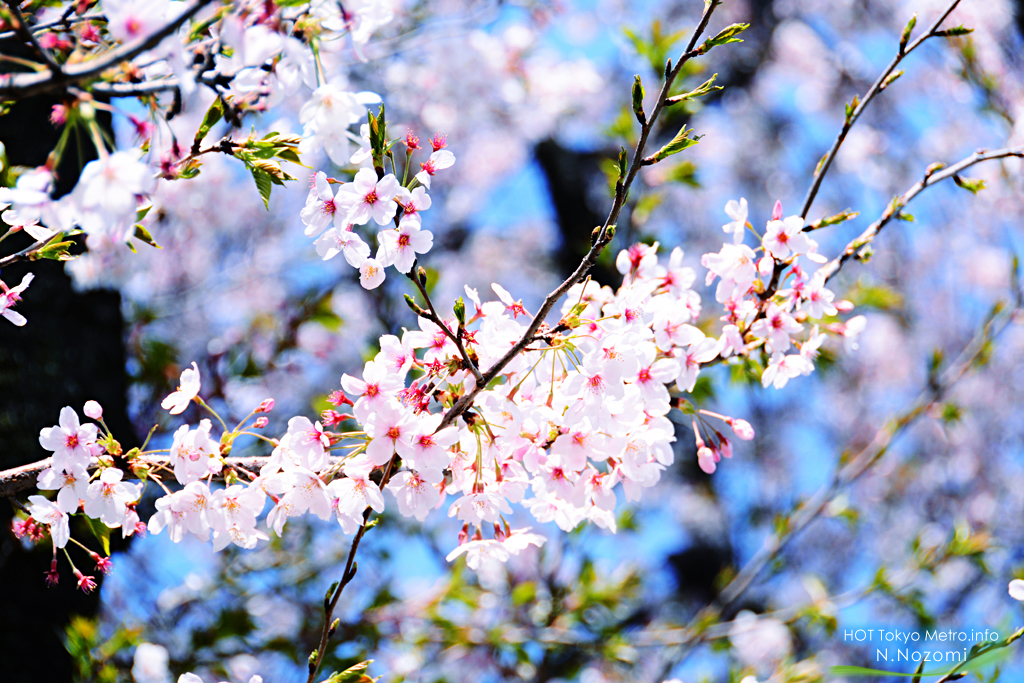 ロマンスカーLSEにとって最後のお花見