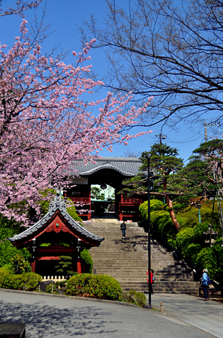 地元でお花見-2012.04.01