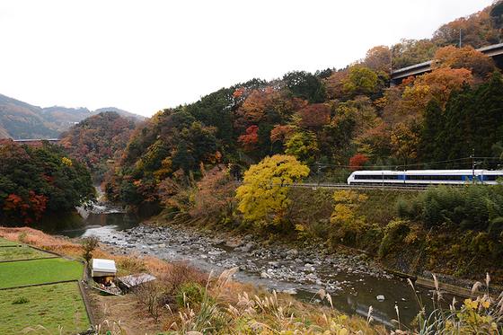 紅葉に見送られる371系　ラストラン