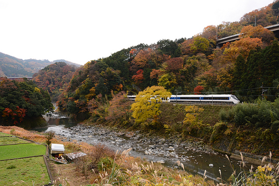 紅葉に見送られる371系　ラストラン