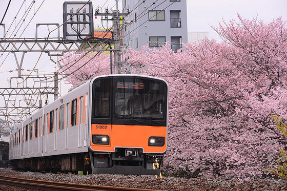 東武東上線と桜のコラボの名所で撮影する