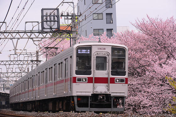 東武東上線と桜のコラボの名所で撮影する