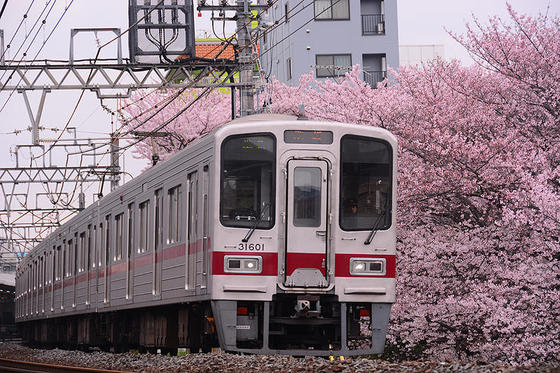 東武東上線と桜のコラボの名所で撮影する