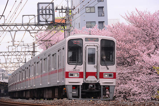 東武東上線と桜のコラボの名所で撮影する