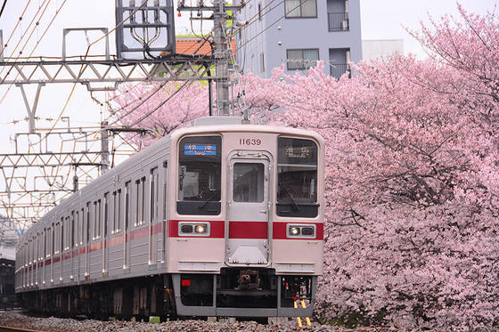 東武東上線と桜のコラボの名所で撮影する