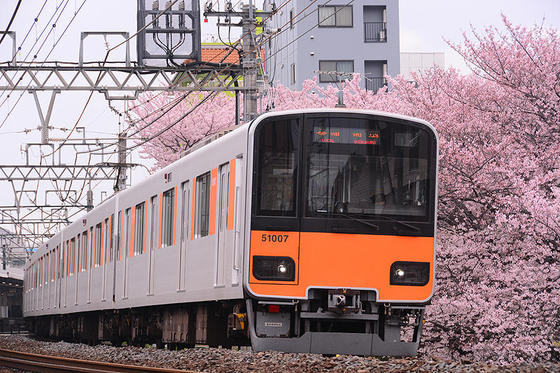 東武東上線と桜のコラボの名所で撮影する