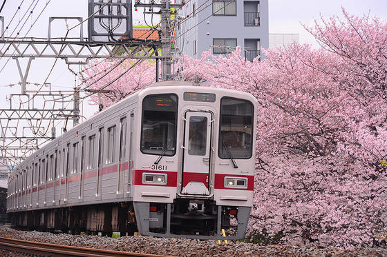 東武東上線と桜のコラボの名所で撮影する