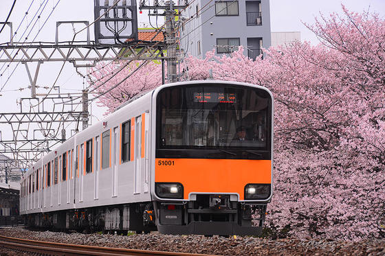 東武東上線と桜のコラボの名所で撮影する