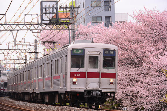 東武東上線と桜のコラボの名所で撮影する