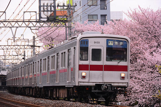 東武東上線と桜のコラボの名所で撮影する