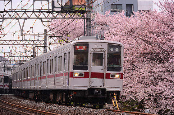 東武東上線と桜のコラボの名所で撮影する