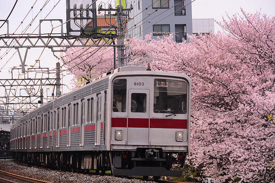 東武東上線と桜のコラボの名所で撮影する
