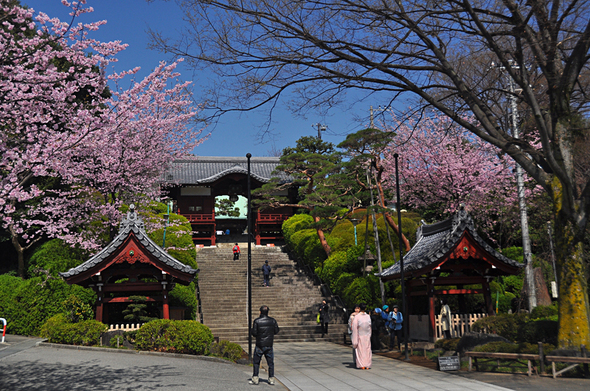 2012年度スタートと共に咲いた桜